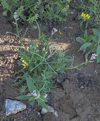 Matthiola parviflora