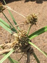 Cyperus congestus