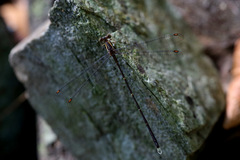 Episynlestes albicaudus