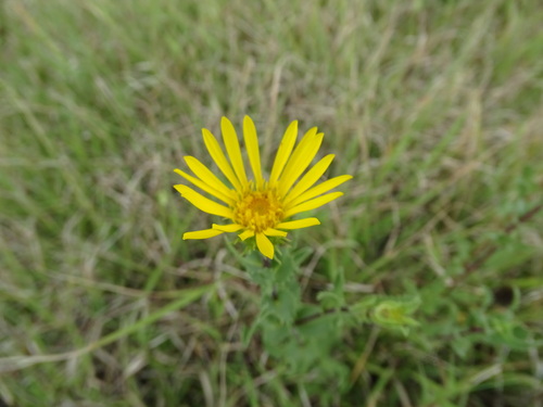 Grindelia inuloides, photograph 6