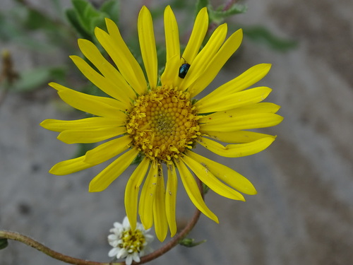 Grindelia inuloides, photograph 3