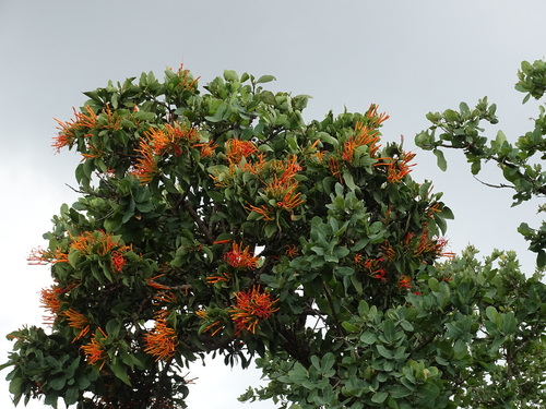 Psittacanthus schiedeanus, photograph 2