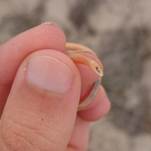 Acontias lineatus