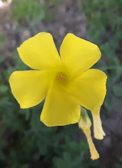 Oxalis pes-caprae
