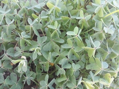 Oxalis pes-caprae