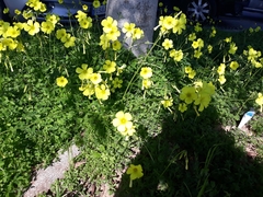 Oxalis pes-caprae