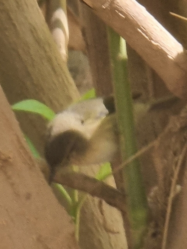 Mosquitero canario (Phylloscopus canariensis)
