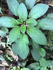 Oreocharis benthamii