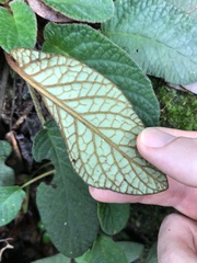 Oreocharis benthamii