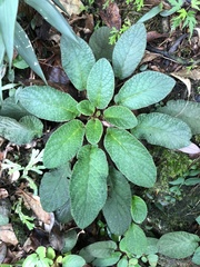 Oreocharis benthamii