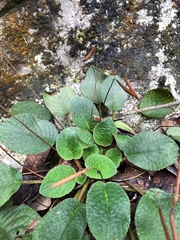 Oreocharis benthamii