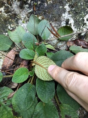 Oreocharis benthamii