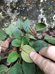 Oreocharis benthamii