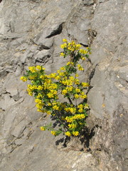 Hippocrepis emerus emeroides