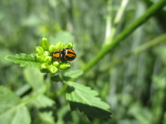 Coccinella miranda