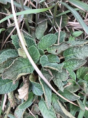 Oreocharis benthamii