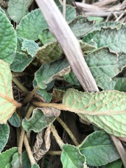 Oreocharis benthamii