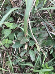 Oreocharis benthamii