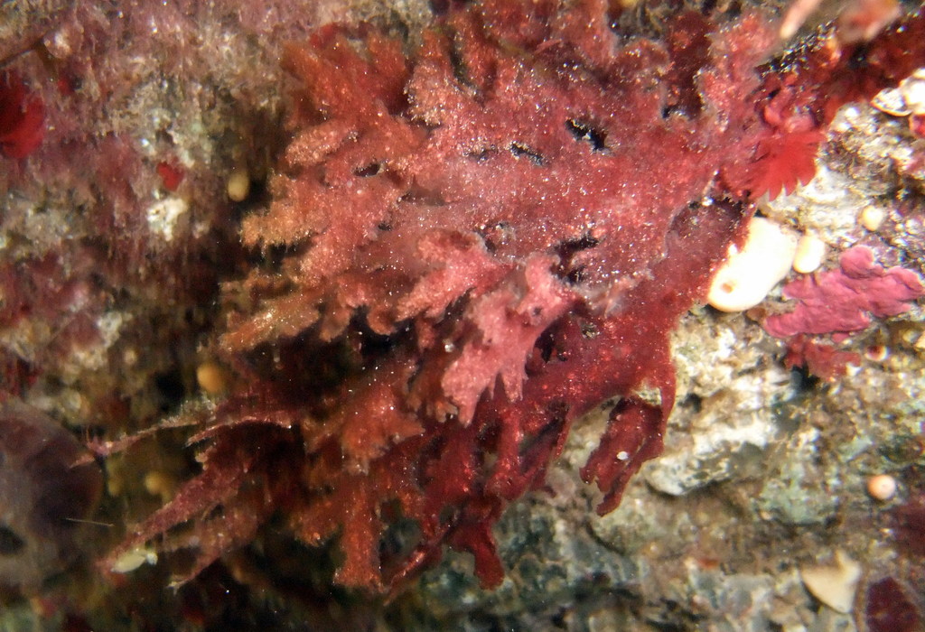 Haloplegma