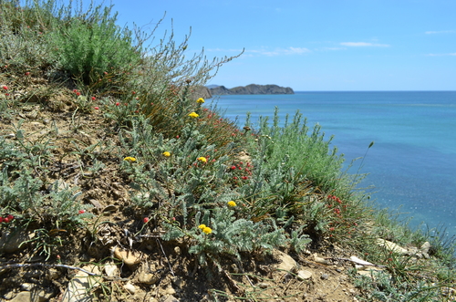 Tanacetum achilleifolium