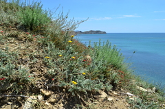 Tanacetum achilleifolium