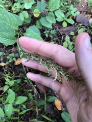 Pleurolobus gangeticus