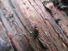Olisthopus ericae