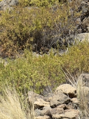 Convolvulus fruticulosus, photograph Vítor Jorge, CC BY, iNaturalist via GBIF