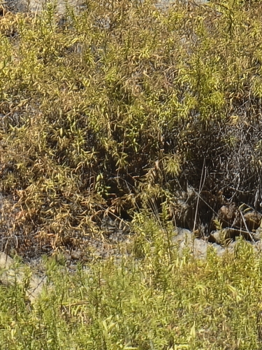 Convolvulus fruticulosus, photograph 6
