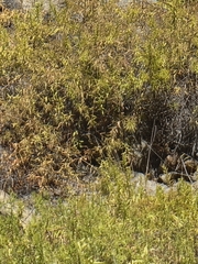 Convolvulus fruticulosus, photograph Vítor Jorge, CC BY, iNaturalist via GBIF