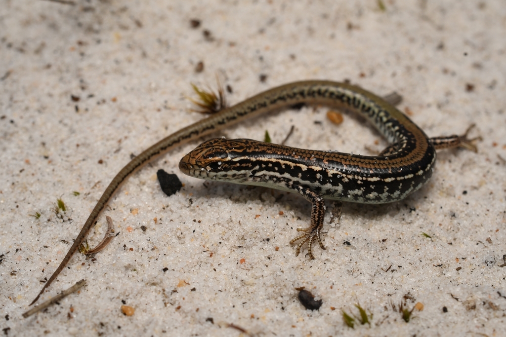 Chain-Striped South-West Ctenotus