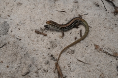 Chain-Striped South-West Ctenotus photo 2