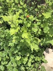 Chrysanthemum indicum