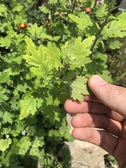 Chrysanthemum indicum