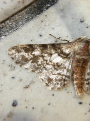 Biston marginata