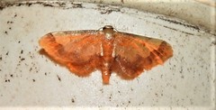 Idaea trypheropa