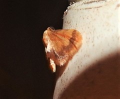 Idaea trypheropa