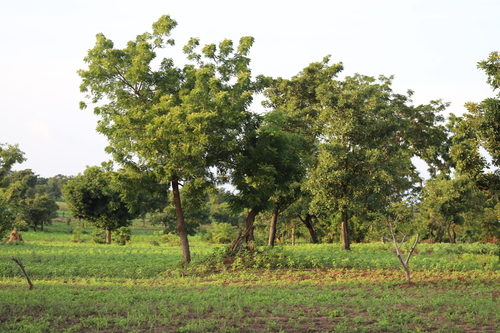 Shea Tree