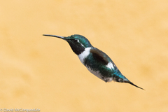 White-Bellied Woodstar photo 5