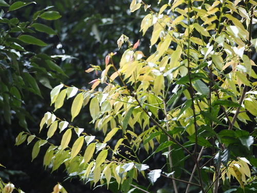 Image of Prunus phaeosticta by no rights reserved