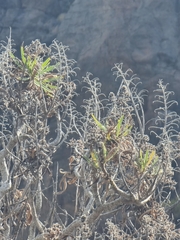 Echium onosmifolium image