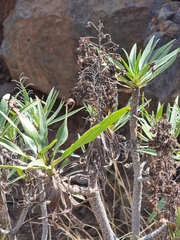 Echium onosmifolium image