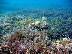 Amphibolis griffithii