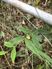 Wikstroemia