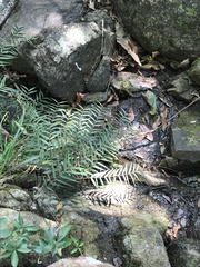 Pentasachme caudatum