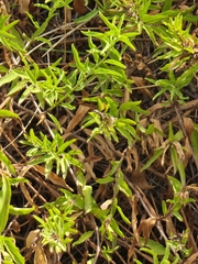 Convolvulus fruticulosus