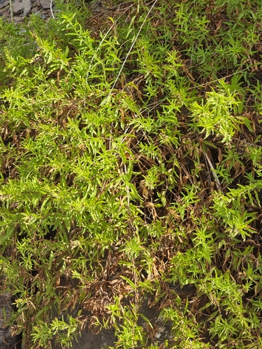 Convolvulus fruticulosus, photograph 2