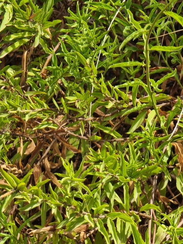 Convolvulus fruticulosus, photograph 3