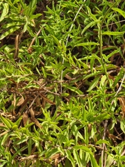 Convolvulus fruticulosus, photograph Vítor Jorge, CC BY, iNaturalist via GBIF
