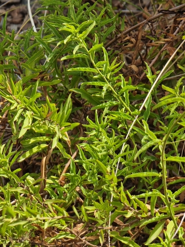 Convolvulus fruticulosus, photograph 4